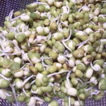 Mung Bean Sprouts Recipe
