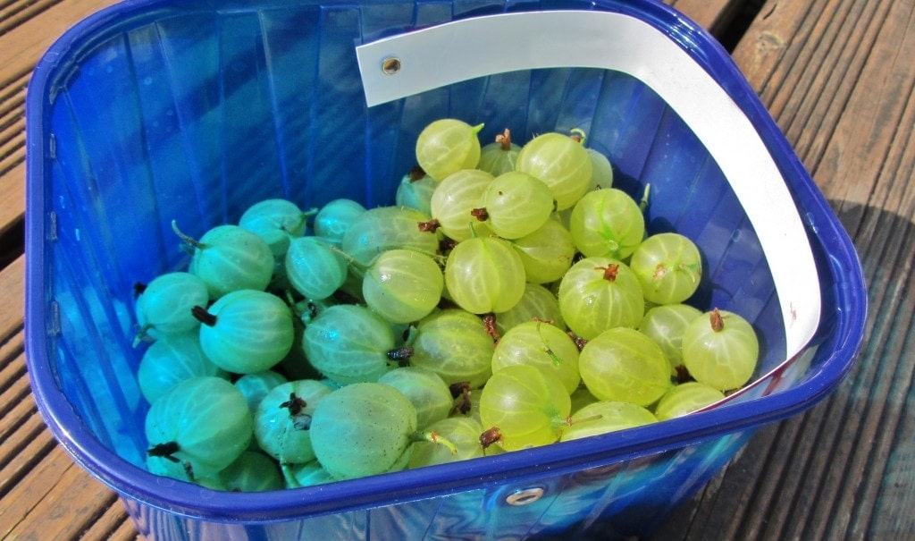 Gooseberries in a plastic carton