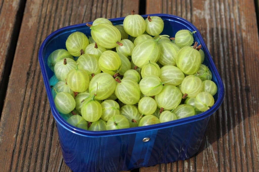 Freshly picked gooseberries